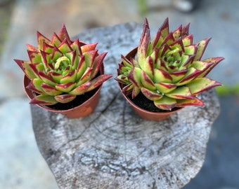 Echeveria 'Ebony' | 4-inch Plastic Grow Pot Included | LIVE Succulent