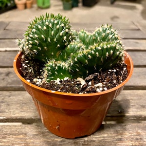 Crested Cactus Opuntia Cylindrica FREE SHIPPING LIVE Cactus 4-inch Plastic Grow Pot Included image 2