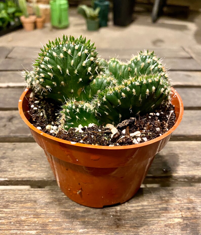 Crested Cactus Opuntia Cylindrica FREE SHIPPING LIVE Cactus 4-inch Plastic Grow Pot Included image 2