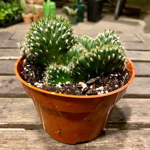 Crested Cactus Opuntia Cylindrica FREE SHIPPING LIVE Cactus 4-inch Plastic Grow Pot Included image 1