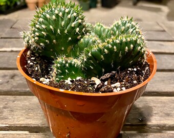 Crested Cactus “Opuntia Cylindrica” FREE SHIPPING | LIVE Cactus| 4-inch Plastic Grow Pot Included