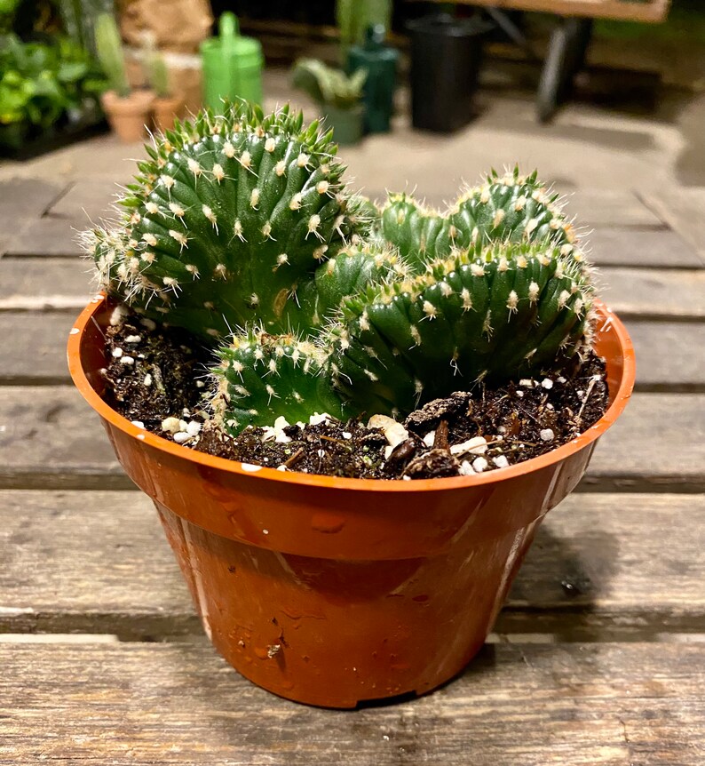 Crested Cactus Opuntia Cylindrica FREE SHIPPING LIVE Cactus 4-inch Plastic Grow Pot Included image 1