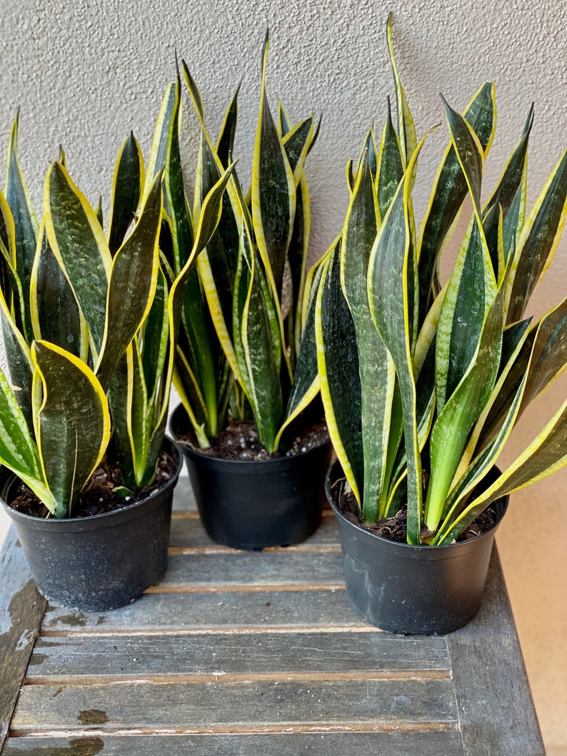 Sansevieria Black Gold Compacta RARE 6-inch Plastic Grow Pot - Etsy