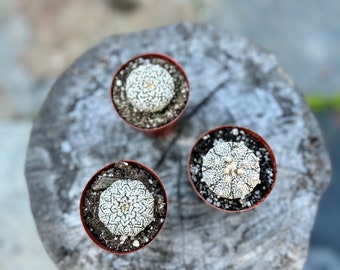 Astrophytum | LIVE Plant | 3-inch Plastic Grow Pot Included