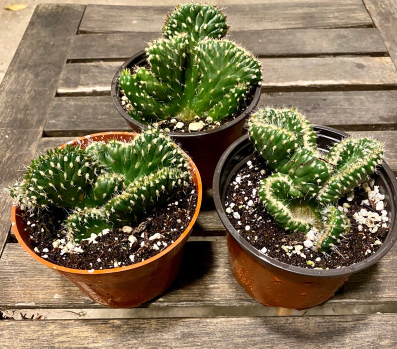 Crested Cactus Opuntia Cylindrica FREE SHIPPING LIVE Cactus 4-inch Plastic Grow Pot Included image 4