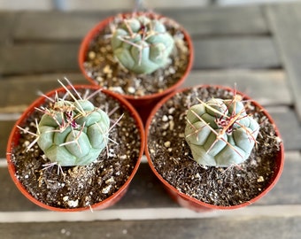 Thelocactus Hexaedrophorus | 4-inch Plastic Grow Pot Included | LIVE Cactus