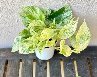 Snow Queen Pothos | 4-inch Plastic Grow Pot Included | LIVE House Plant