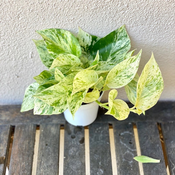 Snow Queen Pothos | 4-inch Plastic Grow Pot Included | LIVE House Plant