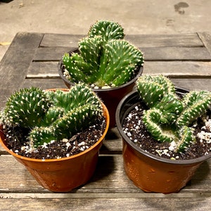 Crested Cactus Opuntia Cylindrica FREE SHIPPING LIVE Cactus 4-inch Plastic Grow Pot Included image 3