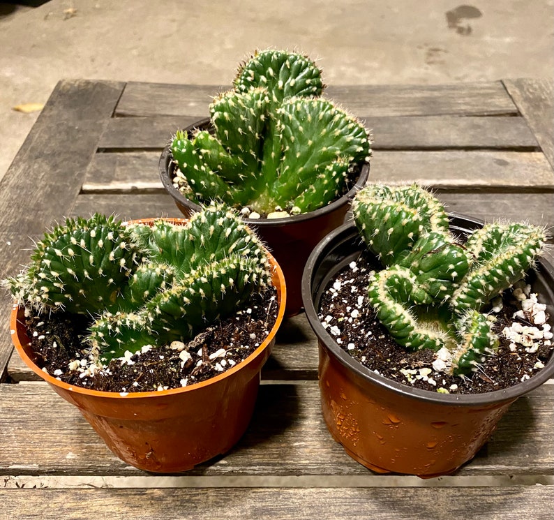 Crested Cactus Opuntia Cylindrica FREE SHIPPING LIVE Cactus 4-inch Plastic Grow Pot Included image 3