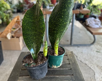 Sansevieria Whale Fin | XL 6-inch Plastic Grow Pot Included | LIVE House Plant
