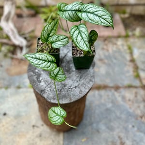 Siltepicana El Salvador rare/free shipping 4-inch Plastic Grow Pot Included LIVE House Plant image 3