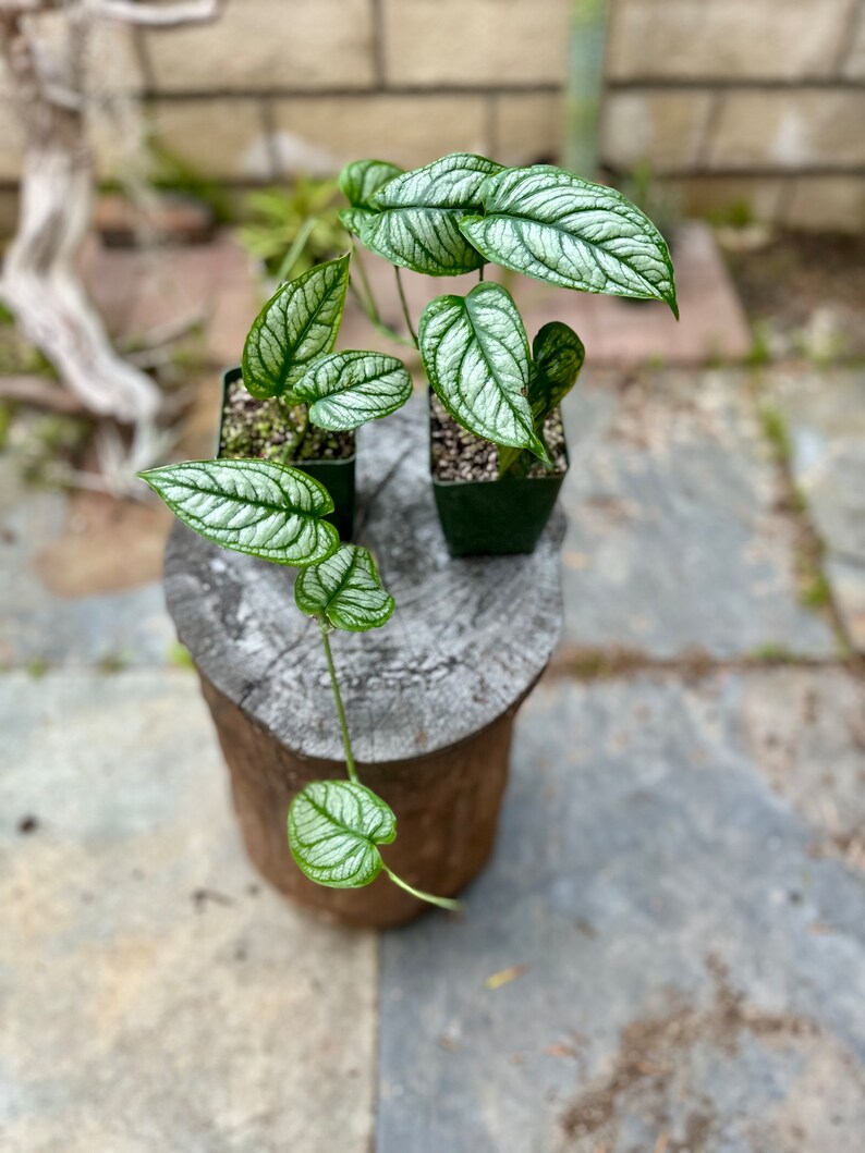 Siltepicana El Salvador rare/free shipping 4-inch Plastic Grow Pot Included LIVE House Plant image 3