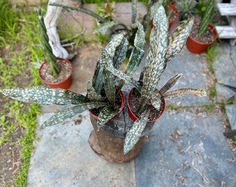 Sansevieria kirkii 'Coppertone'  - RARE | 6-inch Plastic Grow Pot Included | LIVE House Plant
