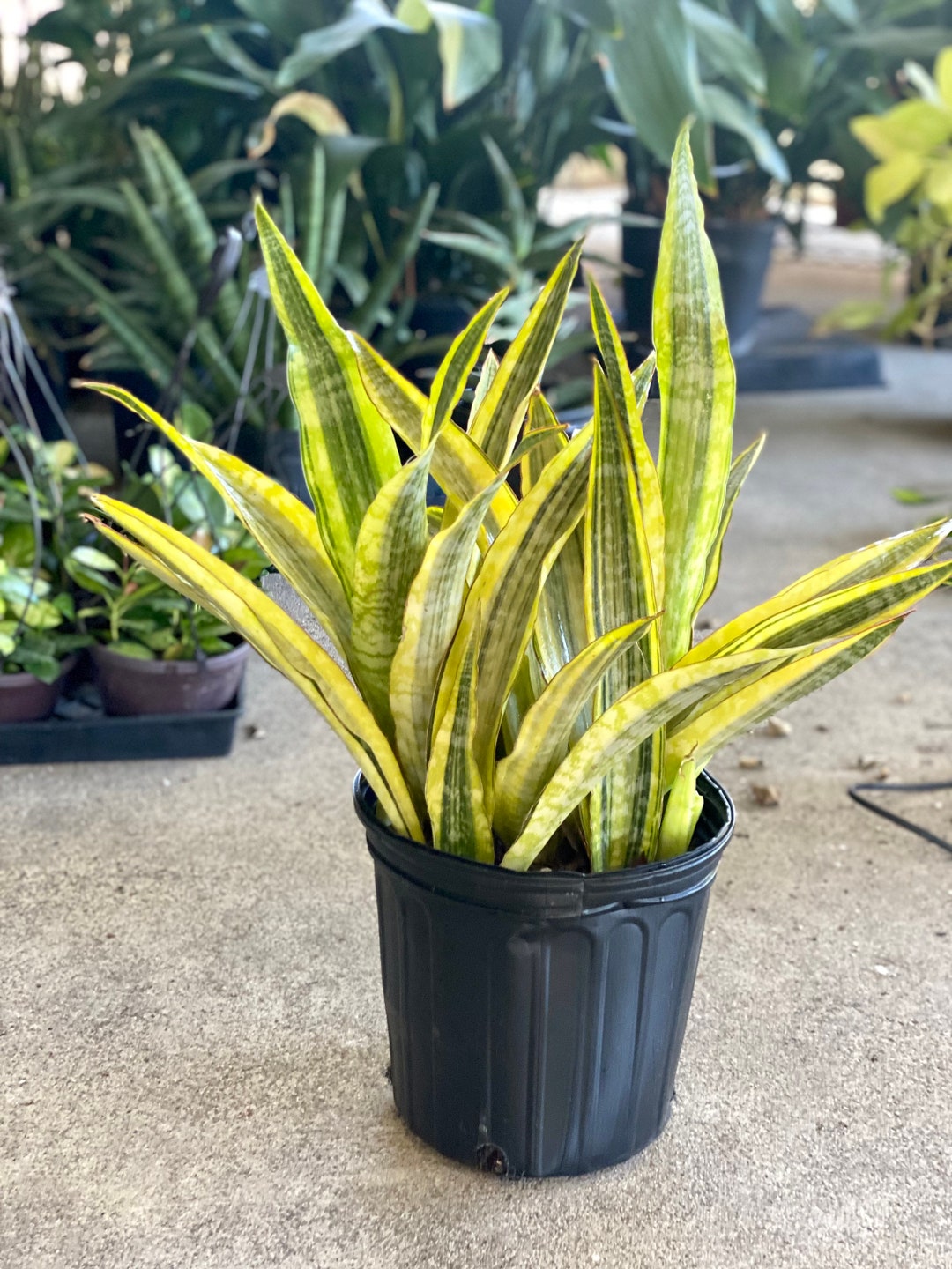 Sansevieria Gold Dust rare 9-inch 3 Gallon Plastic Grow - Etsy
