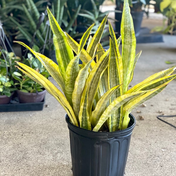Sansevieria Gold Dust *Rare* | 10-inch 5 gallon Plastic Grow Pot Included | LIVE House Plant