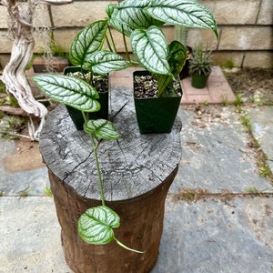 Siltepicana El Salvador rare/free shipping 4-inch Plastic Grow Pot Included LIVE House Plant image 2