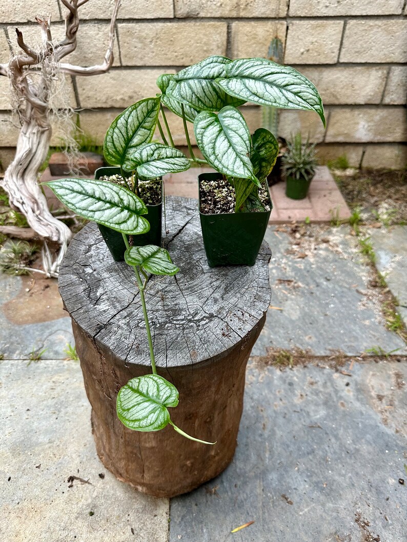 Siltepicana El Salvador rare/free shipping 4-inch Plastic Grow Pot Included LIVE House Plant image 2