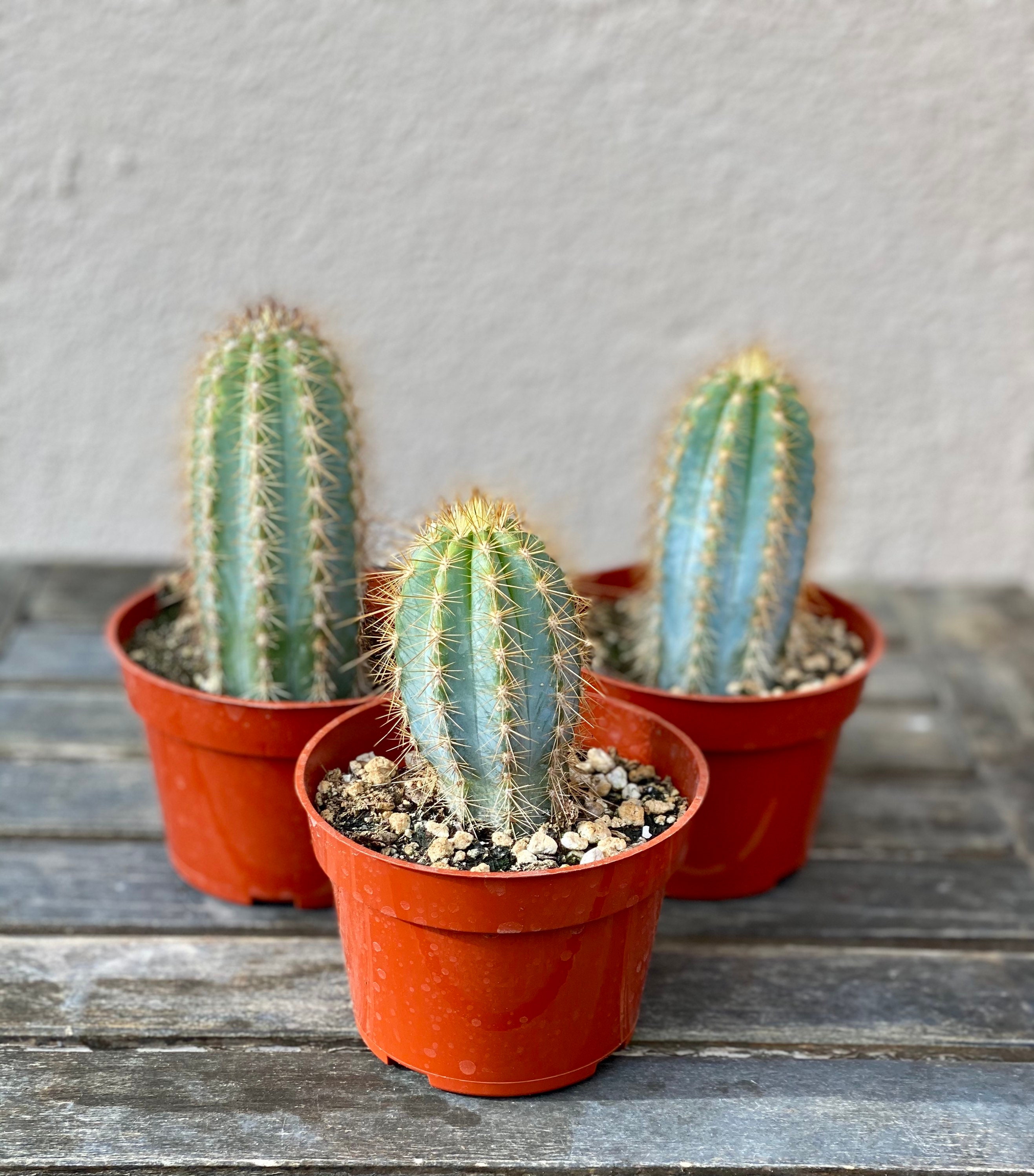 Pilosocereus Azureus “Blue Torch Cactus” | LIVE Cactus | 4-inch Plastic Grow Pot Included