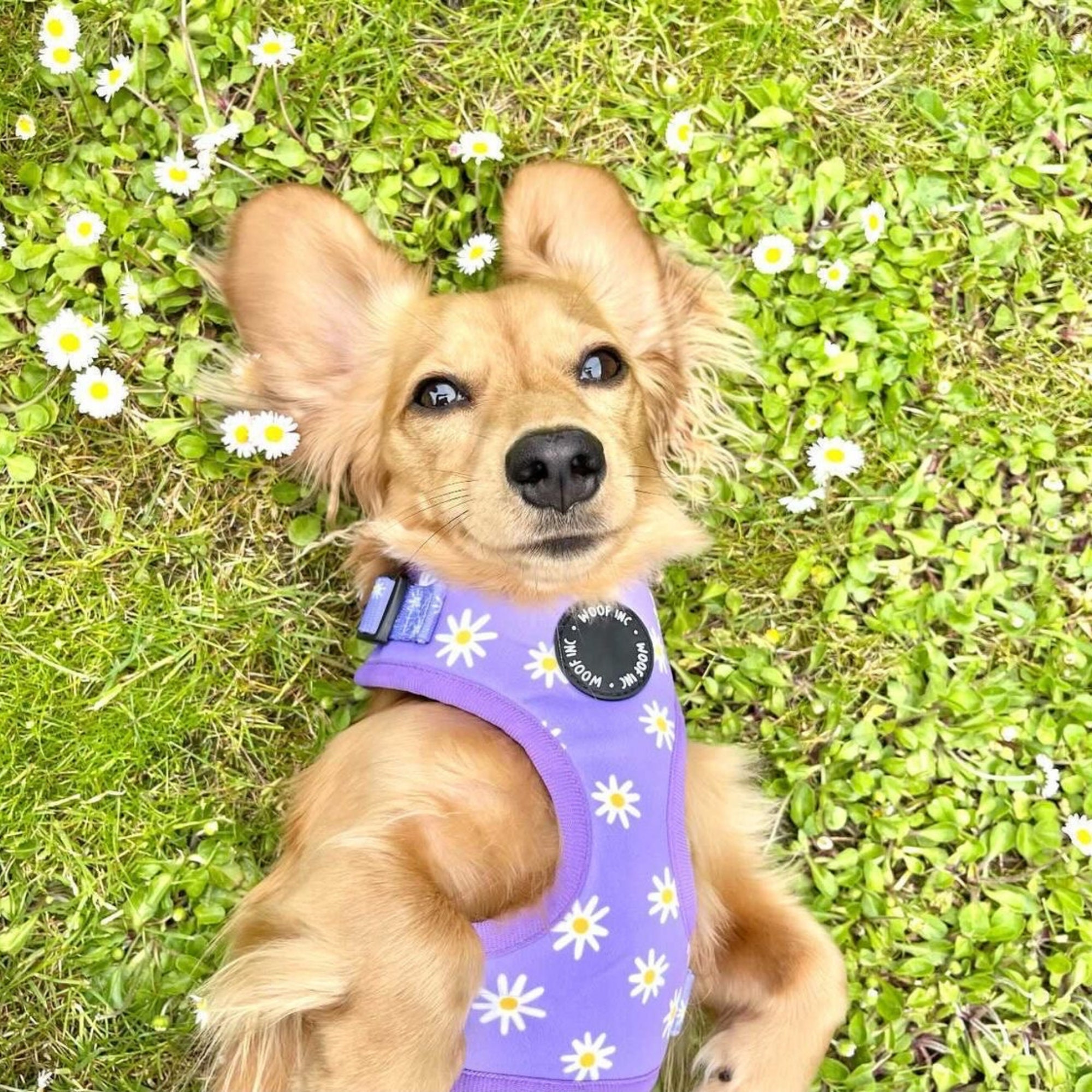 Purple Daisy Print Dog Harness Purple Dog Harness Small Dog Etsy