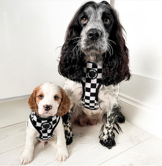 Dog harness for springer spaniel hotsell