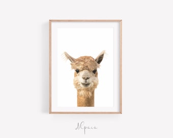 Alpaca print, Alpaca Portrait, Animal Nursery Art, Nursery Wall Art