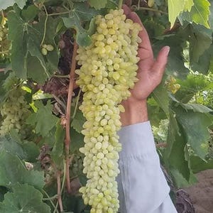 May include: A large bunch of green grapes hanging from a vine. The grapes are tightly packed together and have a light green colour.