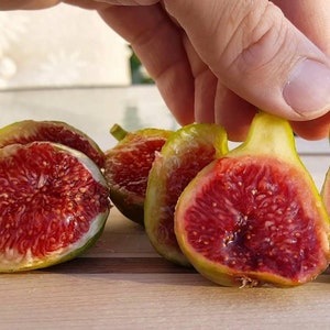 2 Live cuttings Col de Dame Super rare not seeds worlds best fig