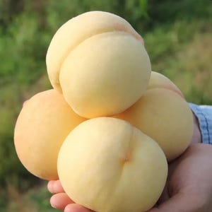 アルビノホワイトピーチ2挿し木 生体 EU限定