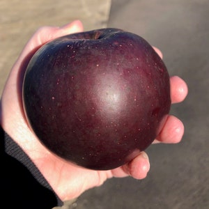 ARKANSAS BLACK Apple Ympad levande planta Endast EU