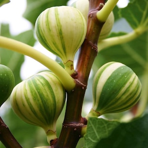 Peut inclure: Gros plan sur une branche de figuier avec plusieurs figues mûres. Les figues présentent un motif rayé unique de couleurs vertes et crème. Les figues sont attachées à la branche par des tiges vertes, et l'arrière-plan montre des feuilles vertes.