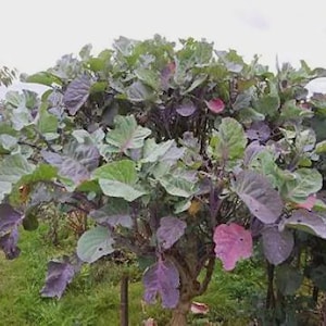 Op de afbeelding: Een grote, bossige plant met een dichte verzameling brede, afgeronde bladeren. Het gebladerte vertoont een mix van levendige groene en dieppaarse tinten, met prominente nerven zichtbaar op de bladoppervlakken en een dikke, houtachtige centrale stengel.