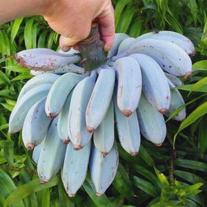 Könnte beinhalten: Ein Bund blauer Bananen, gehalten von einer Hand, vor einem Hintergrund aus grünen Blättern. Die Bananen haben eine einzigartige, hellblaue Farbe und braune Spitzen. Das Bild zeigt die besondere Farbe und Textur der Bananen und hebt ihr ungewöhnliches Aussehen hervor.