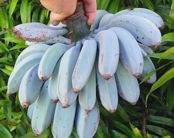 Planta de plátano azul, tolerante al frío.