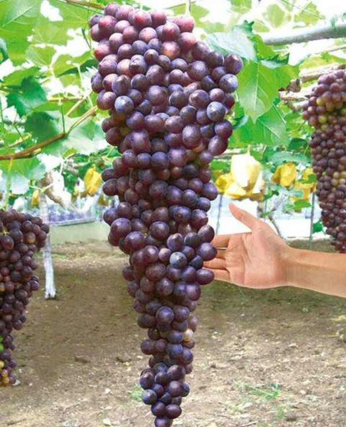 Giant Bunch Black GRAPES Grafted Live Super Rare EU Only - Etsy Canada
