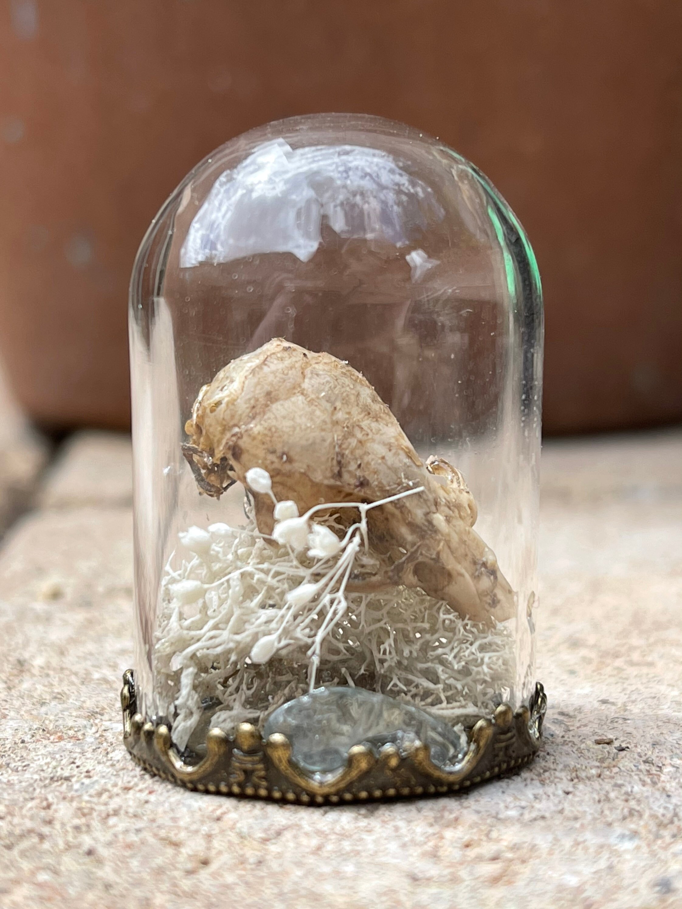 Mouse skull Mini Terrarium Etsy