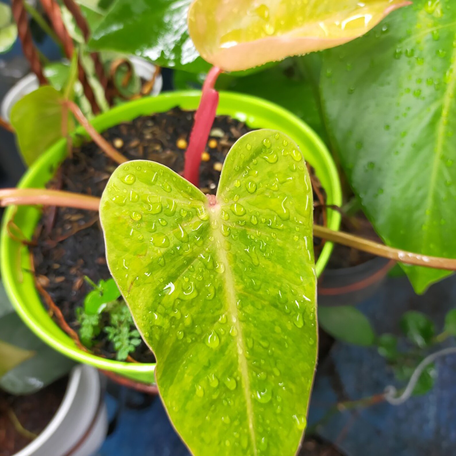 Philodendron Gemalte Dame Garantiert gesunde Freie | Etsy