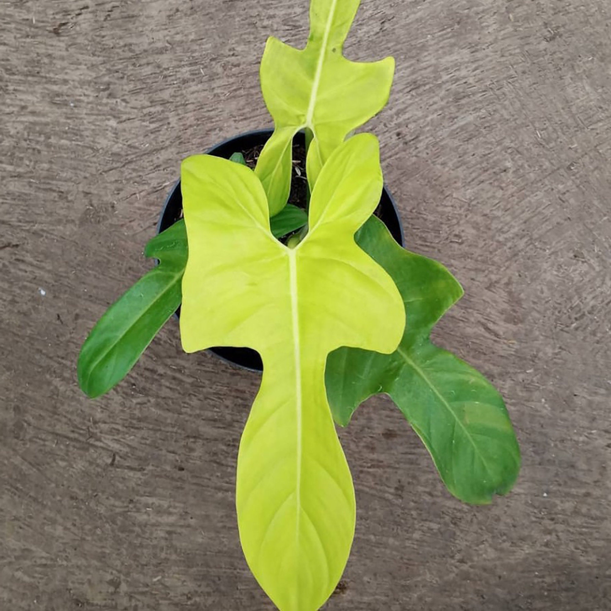 Philodendron Golden Violin Bipennifolium House Plant Aroid Tropical Indoor Outdoor DHL Express