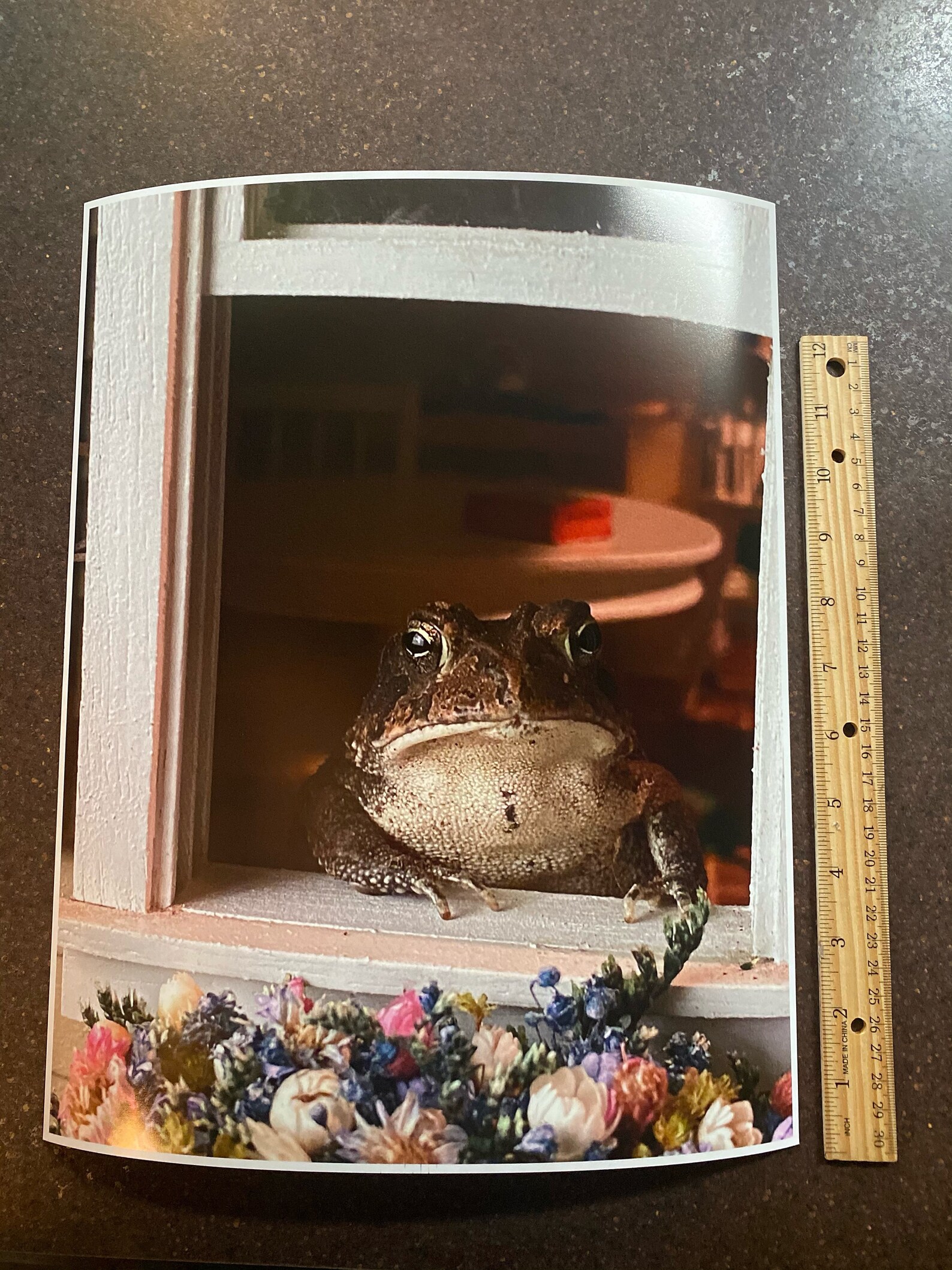 11x14 Poster of Toby Toad Etsy