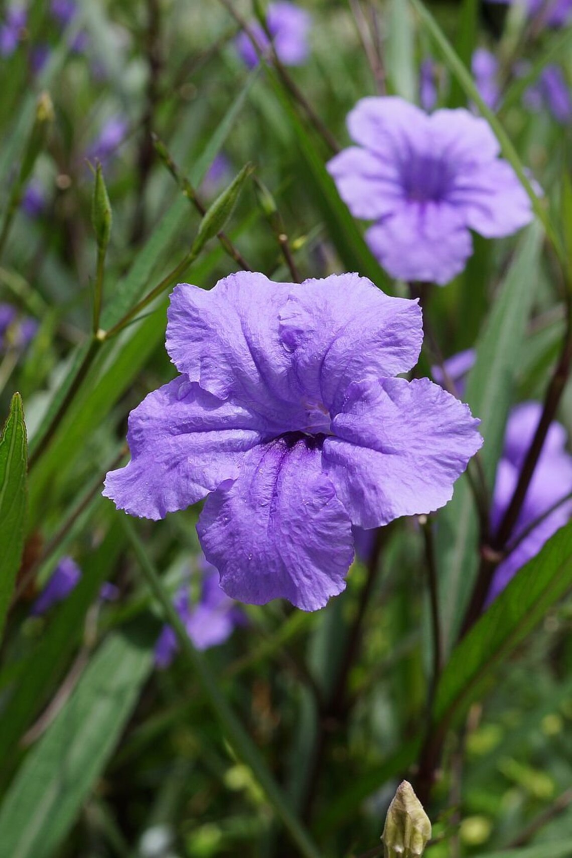 20 Purple Mexican Petunia Cuttings Ruellia Simplex Etsy
