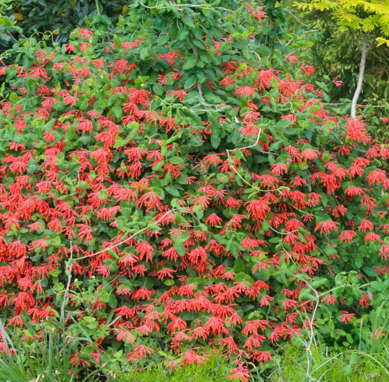 Major Wheeler Honeysuckle Vine Perennial Lonicera Etsy