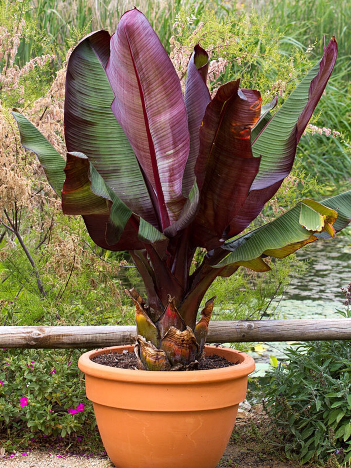 Ensete Maurelii Red Abyssinian Banana Live Plant Etsy
