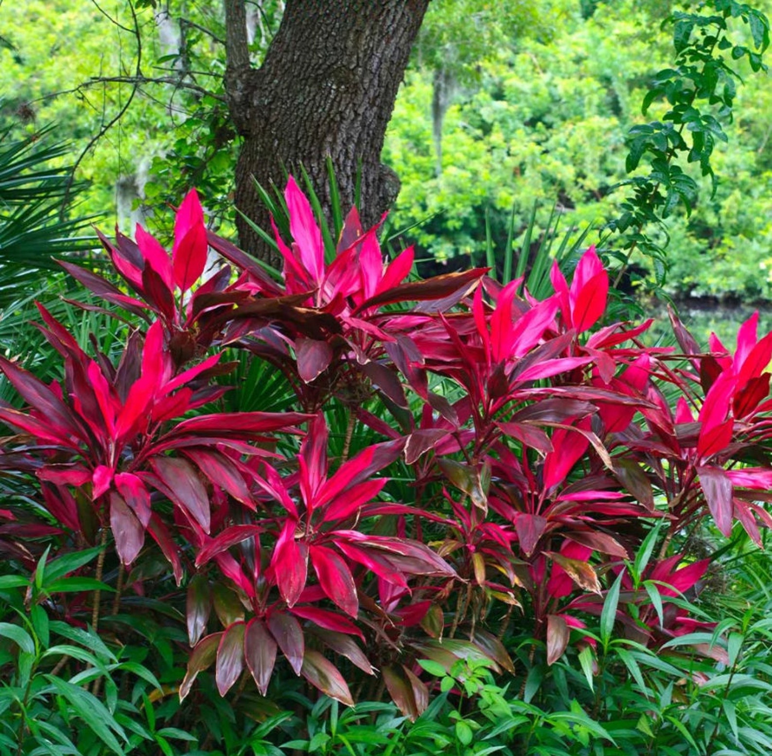 Collection 96+ Images hawaiian ti plant a houseplant with leaves as colorful as flowers Excellent