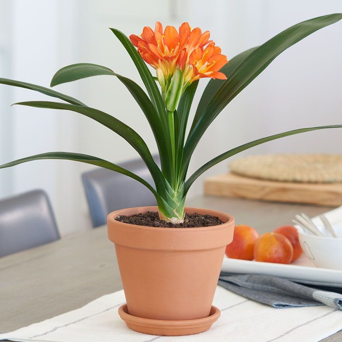 Clivia Plant Orange Flowers Live Plant 2 Pot Etsy