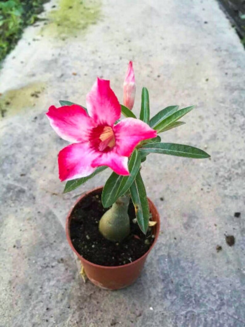Desert Rose Adenium One Year Bare Rooted Baby Live Plant