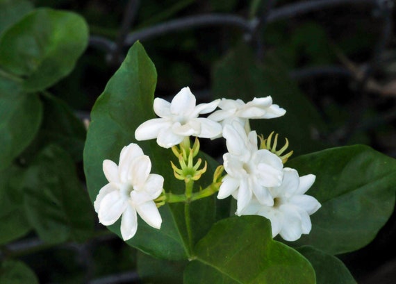 Jasmine Sambac Maid Of Orleans Tea Jasmine Fragrant Etsy