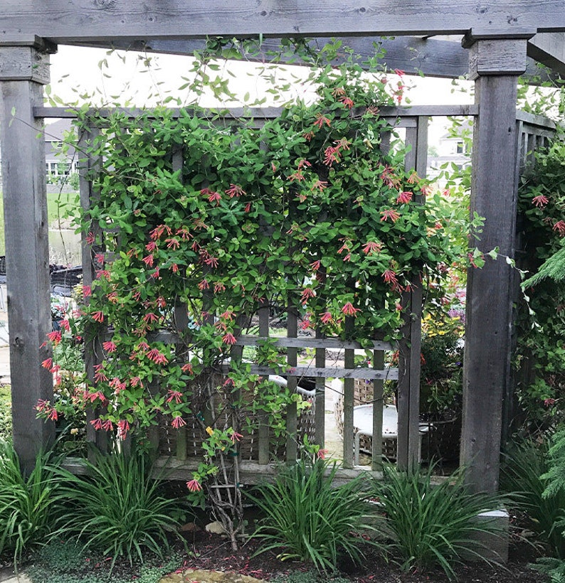Major Wheeler Honeysuckle Vine Perennial Lonicera Etsy