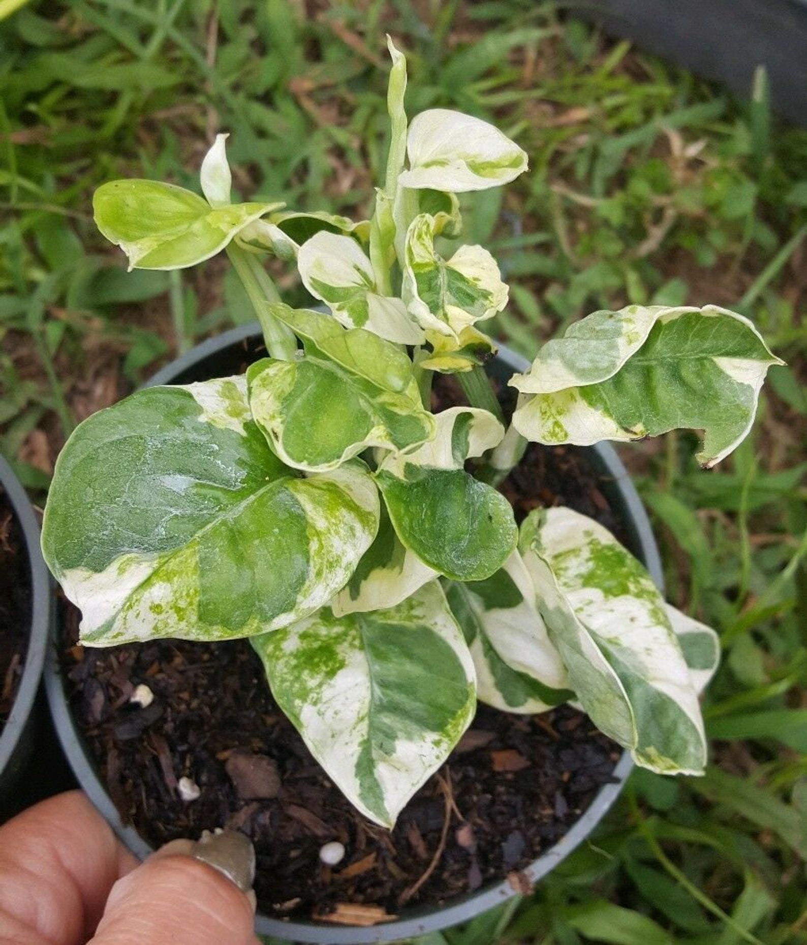 Pothos N joy Variegated rare easy house plant clean Indoor Air Etsy