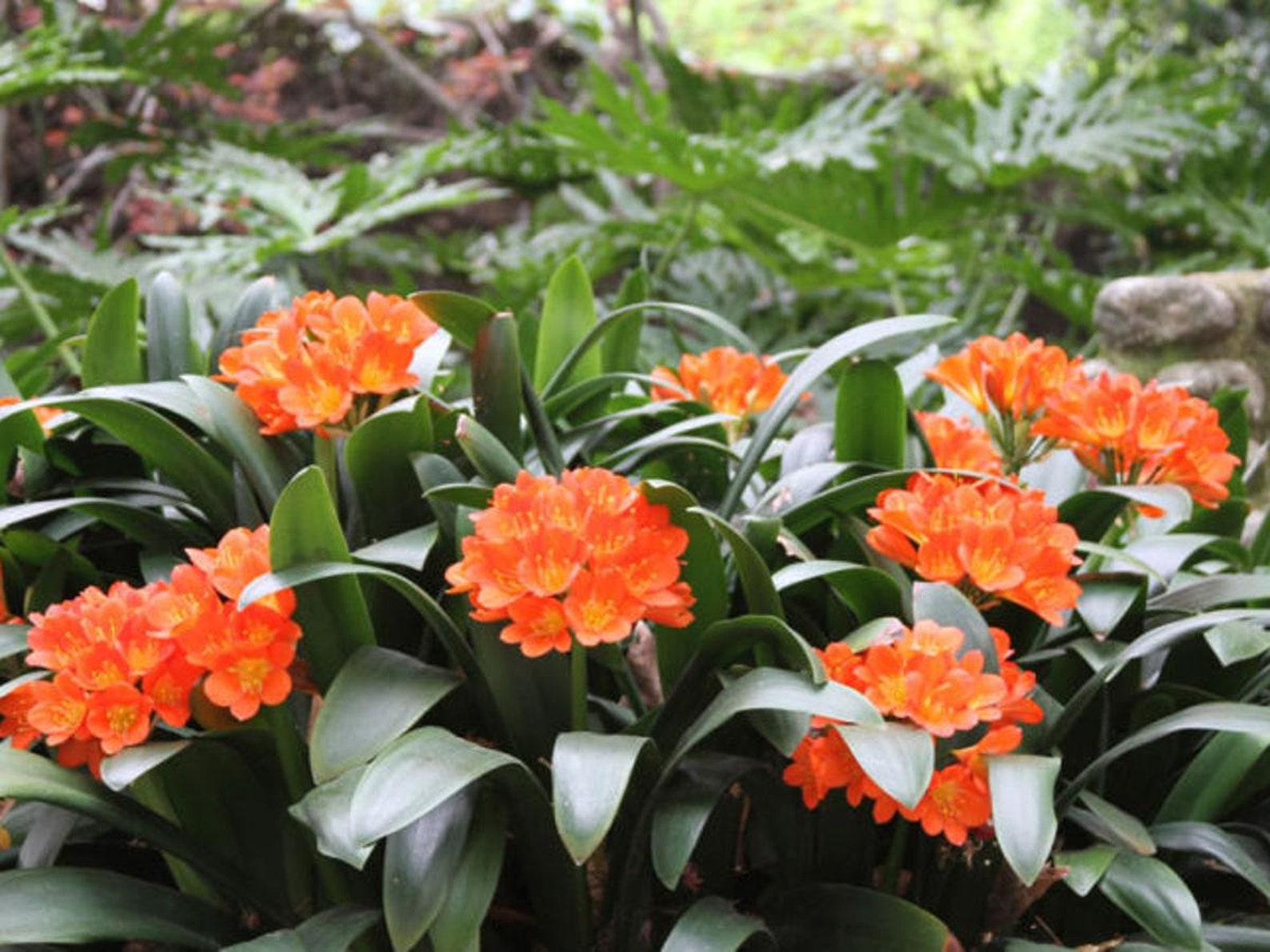 Clivia Plant Orange Flowers Live Plant 2 Pot Etsy