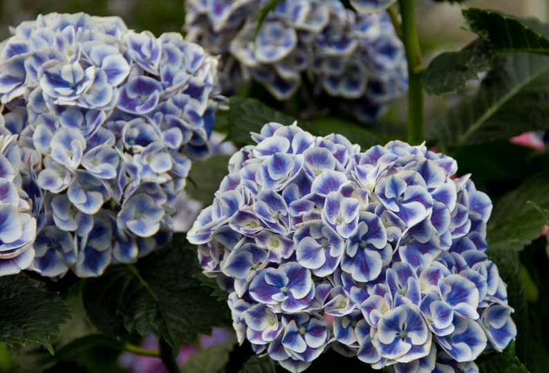 Blue White Hydrangea Seeds Perennial Hardy Garden Shrub Bloom | Etsy